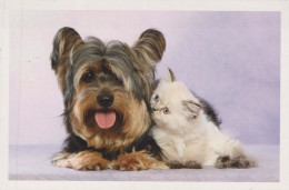 CHIEN Animaux Vintage Carte Postale CPSM #PBQ575.FR - Chiens