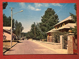 Cartolina - Sila ( Calabria ) - Camigliatello Silano - Viale Dei Villini - 1969 - Cosenza