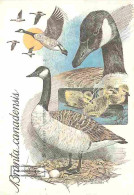 Animaux - Oiseaux - Branta Canadensis - Dessin - Oeufs  - CPM - Voir Scans Recto-Verso - Oiseaux