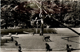 Gelsenkirchen, Ruhr-Zoo - Gelsenkirchen