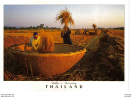 Thailand Thaïlande Récolte Du Riz - Thaïlande