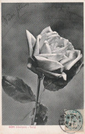 Rose - Flores