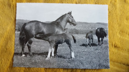 CPSM CHEVAL CHEVAUX DES FRANCHES MONTAGNES ED BERINGER A 6557 JUMENT POULAIN - Pferde