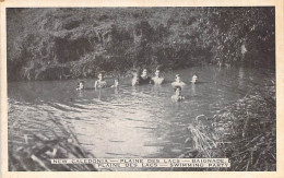 Nouvelle Calédonie - Plaine Des Lacs - Baignade - Plaines Des Lacs - Swimming Party - Enfant - Carte Postale Ancienne - Nouvelle-Calédonie