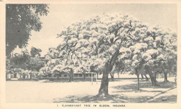 Nouvelle Calédonie - Flamboyant Tree In Bloom Nouméa - Arbre En Fleur  - Carte Postale Ancienne - Nieuw-Caledonië