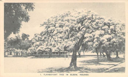 Nouvelle Calédonie - Flamboyant Tree In Bloom Nouméa - Arbre En Fleur  - Carte Postale Ancienne - Nouvelle-Calédonie