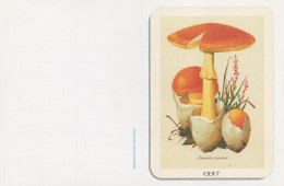 Amanita Casearea, Mushroom, France, 1997 - Klein Formaat: 1991-00