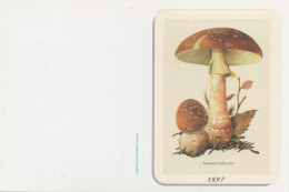 Amanita Rubescens, Mushroom, France, 1997 - Klein Formaat: 1991-00