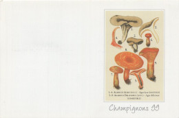 Lactarius Deliciosus, Mushroom, France, 1999 - Formato Piccolo : 1991-00