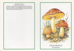 Suillus Granulatus, Mushroom, France, 1999 - Kleinformat : 1991-00