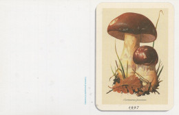 Cortinarius Praestans, Mushroom, France, 1997 - Petit Format : 1991-00