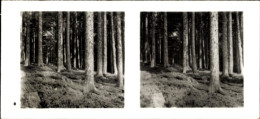 Stereo Photo Aus Der Lebensgemeinschaft Des Waldes, Tannen-Buchen-Mischwald - Fotografia