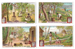 S 878, Liebig 6 Cards, Arbres Fruitiers - Liebig