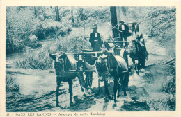 40* LANDES  Attelage De Mules    RL20,1612 - Attelages