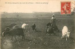 37* TOURAINE  Chevres Au Paturage   RL20,1479 - Crías