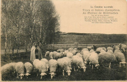 19* EN CORREZE  Moutons Au Plateau De Millevaches         RL22,0897 - Breeding