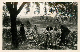 37* VOUVRAY  Vendanges Un Beau Jour De 1947        RL34.0434 - Vigne