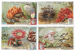 S 926, Liebig 6 Cards, La Faune Aquatique - Liebig