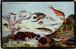 16-4-2024 (2 Z 11) Very Old - Bermuda (posted To Germany & Re-directed 1910 ??? )  Fish / Poissons - Pescados Y Crustáceos