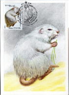 Postcard, SOVJET UNION, Muskrat   /  UNION SOWJÉTIQUE  Carte Postale, L`ondrata  1980 - Rodents