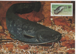 Germany Deutschland DDR 1987 Maximum Card, Wels Catfish Fish Fishes Fisch Fische Fauna - Maximumkarten (MC)