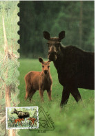 Picture Postcard  ALAND,  Elk    /  ALAND Carte Postale,   L élan    2000 - Gibier