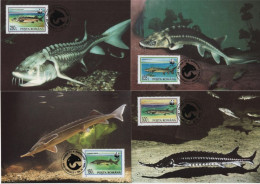 Romana Romania 1994 Fish Fishes Fisch Fische Fauna Acipenser Sturgeon Störe - Maximum Cards