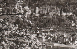 9232 - Heidelberg In Der Blüte - Ca. 1955 - Heidelberg