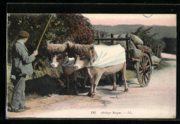 AK Baskischer Bauer Mit Ochsen-Gespann  - Cows