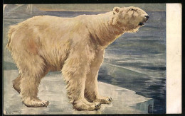 AK Eisbär Auf Einer Eisscholle  - Ours