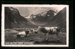 AK Stubai, Weidende Kühe Bei Der Franz Sennhütte  - Vacas