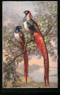 AK Ein Fasanenpaar Auf Einem Baum  - Uccelli