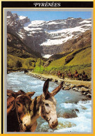 65-GAVARNIE-N°3716-A/0279 - Gavarnie