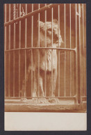 Ansichtskarte Tiere Löwe Käfig - Sonstige & Ohne Zuordnung