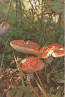 Amanita Muscaria, Mushroom,  USSR, 1982 - Small : 1981-90