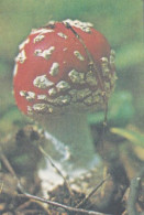 Amanita Muscaria, Mushroom,  USSR, 1985 - Tamaño Pequeño : 1981-90