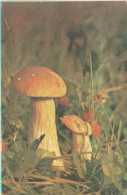 Boletus, Mushroom,  USSR, 1982 - Tamaño Pequeño : 1981-90