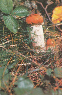 Leccinum, Mushroom,  USSR, 1982 - Klein Formaat: 1981-90