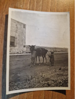 19046.   Fotografia D'epoca Bengasi Bambini Con Mulo Asino Libia Africa Guerra Colonie Italia - 10x8 - Places