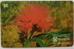 Brazil 50 Units - Cigana Calliandra Sp. - Brazil