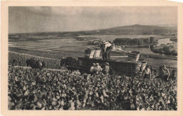 FRANCE - Hautvillers - Scène De Vendage - Animé - Carte Postale Ancienne - Sonstige & Ohne Zuordnung