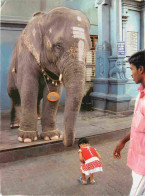 Animaux - Eléphants - India - Inde - Tiny Free Spirit - Ready And Waiting To Be Blessed By The Incarnation Of Ganesh - E - Elephants