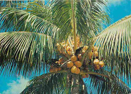Antilles - Coco D'or - CPM - Voir Scans Recto-Verso - Autres & Non Classés