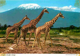 Afrique - Faune Africaine - Girafes - Carte Neuve - CPM - Voir Scans Recto-Verso - Non Classés