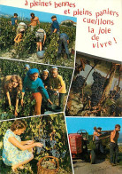 Vignes - Vendanges - Multivues - Tracteur - CPM - Flamme Postale - Voir Scans Recto-Verso - Vignes