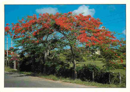 Guadeloupe - Flamboyant - CPM - Voir Scans Recto-Verso - Other & Unclassified