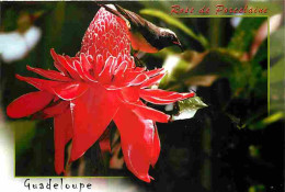 Guadeloupe - Rosa De Porcelaine - Fleurs - CPM - Voir Scans Recto-Verso - Other & Unclassified