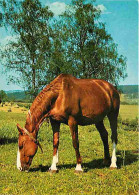 Animaux - Chevaux - Portrait De Cheval - CPM - Voir Scans Recto-Verso - Paarden