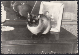 Gatto In Posa Sul Comò - 1960 Fotografia D'epoca - Orte