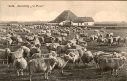 Texel - Boerderij De Mars - Schaap - Sonstige & Ohne Zuordnung